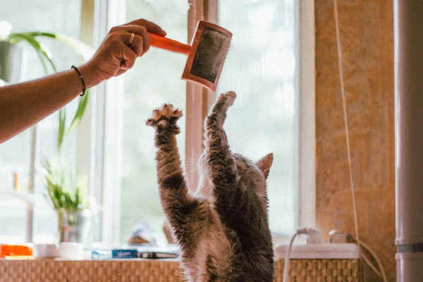We Tested the Top Pet Hair Remover Brushes for Cat Beds