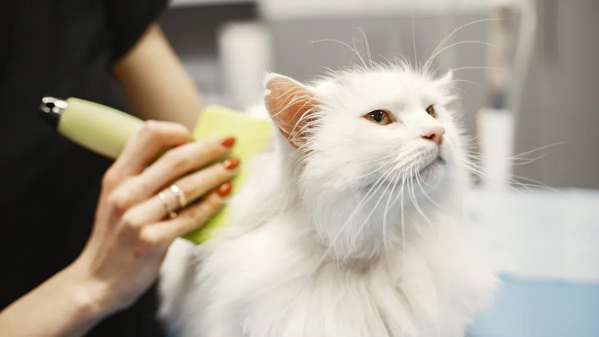 Top 8 Soft Pin Combs for Cats Reviewed in 2025