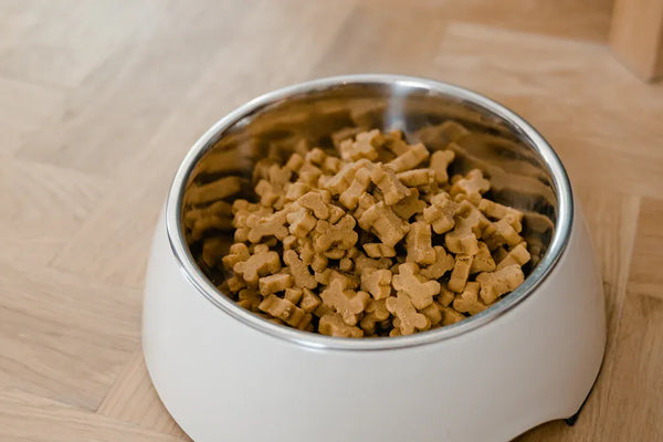 Top 10 Leak-Proof Cat Food Bowls for Mess-Free Feeding
