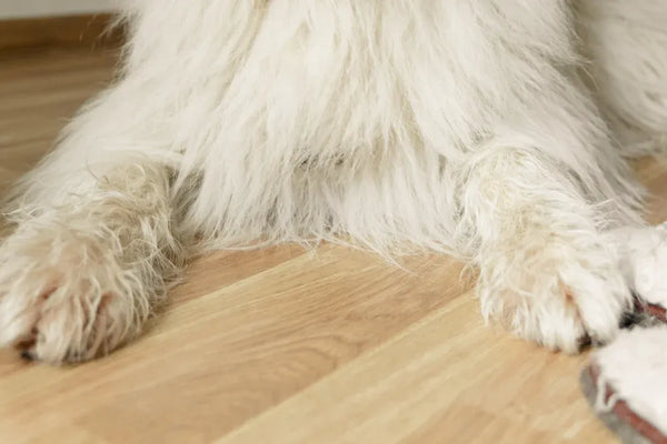 10 Best Cat Hair Cleaning Kits for a Fur-Free Home