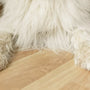 10 Best Cat Hair Cleaning Kits for a Fur-Free Home