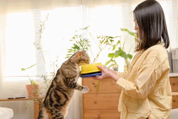 Top 10 Beginner Cat Kits Every First-Time Owner Needs in 2025