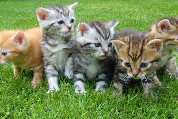 Choosing the Right Cat Starter Kit for Your Feline Friend