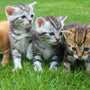 Choosing the Right Cat Starter Kit for Your Feline Friend