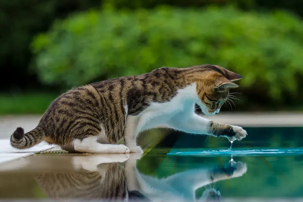 Top Smart Cat Water Fountains for Beginners in 2025