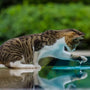 Top Smart Cat Water Fountains for Beginners in 2025