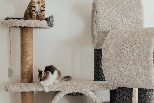 Top 10 Must-Have Items for Your Cat Starter Kit