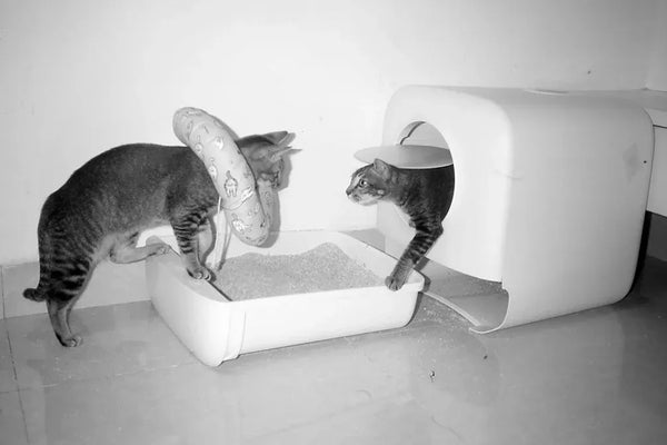 Top Cat Litter Boxes for Every Home in 2025