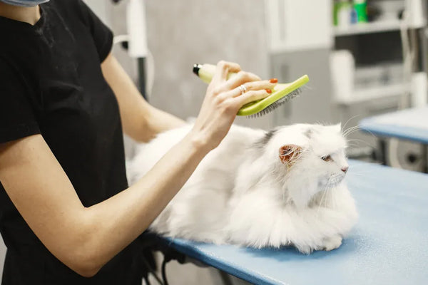 We Tested Top Cat Hair Cleaning Kits Against Lint Rollers for Real Results