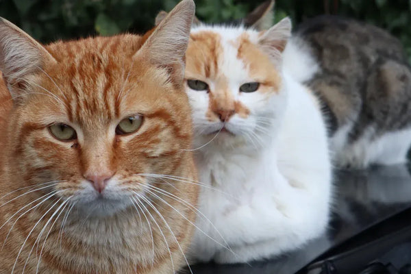 Cat Starter Kit 12 Pieces versus Larger Kits Which Is Right for You