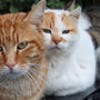 Cat Starter Kit 12 Pieces versus Larger Kits Which Is Right for You