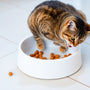 Say Goodbye to Messes: The Ultimate Leak-Proof Cat Food Bowl Guide