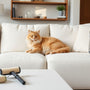 The Ultimate Cat Hair Cleaning Kit: Conquer Pet Messes with Ease