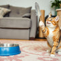 The Essential Cat Owner Kit: Must-Have Supplies for Your New Feline Friend