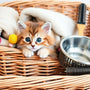Your Ultimate Beginner Cat Kit: Everything a New Owner Needs