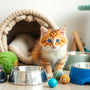 Your Essential Beginner Cat Kit: Everything New Owners Need