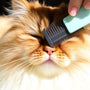 The Ultimate Cat Grooming Comb Set: Keep Your Feline Fluffy and Tangle-Free