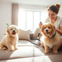 The Ultimate Pet Hair Removal Tool Set: Conquer Fur on Every Surface