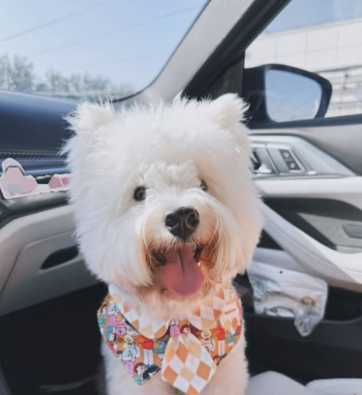 Personalized Pet Embroidery